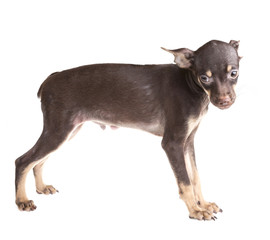Russian toy terrier, isolated on a white background
