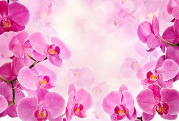Naklejka na ściany i meble Kwiaty orchidei