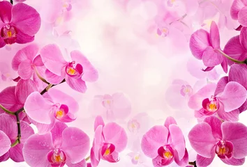 Photo sur Plexiglas Orchidée Orchid flowers