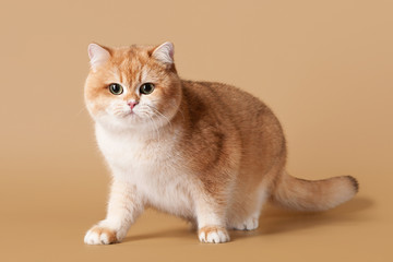Young golden british cat on light brown background