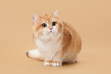 Young golden british cat on light brown background