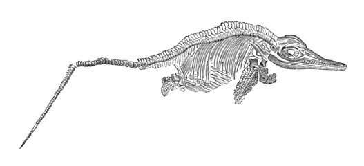 Fossil Prehistory - Ichtyosaurus (Lias)