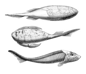 Prehistory : Fishes (Devonian Period)
