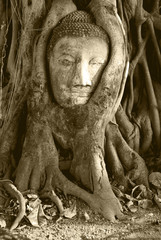 Buddha head Statue in Root of Tree