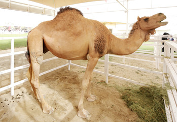 A beautiful tall camel