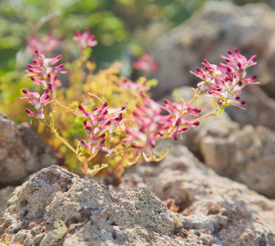 flowering Fumaria, fumitory