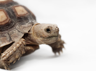 African Spurred Tortoise