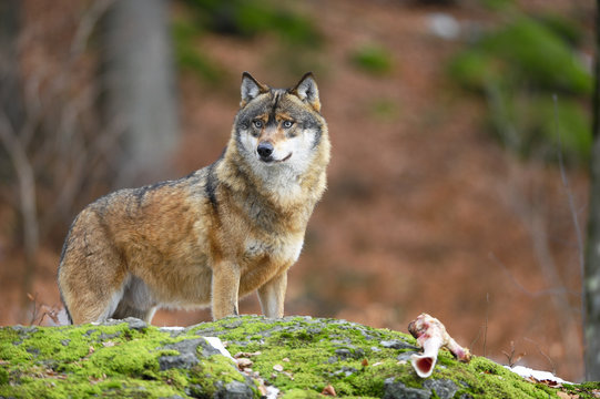 Fototapeta Wolf mit Knochen