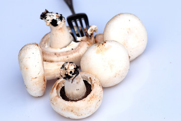 AGARICUS BISPORUS, CHAMPIÑÓN COMÚN. TENEDOR