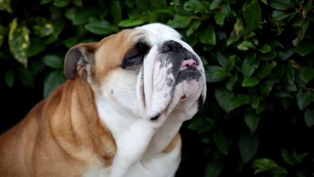 bulldog sniffing