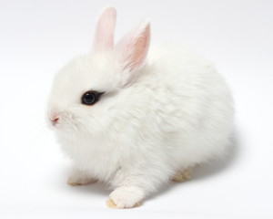 young white rabbit isolated on white