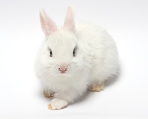 young white rabbit isolated on white