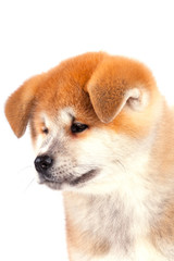 Akita-inu, akita inu dog puppy