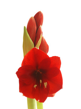 amarylis