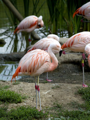 Flamingo (Phoenicopterus chilensis) - obrazy, fototapety, plakaty