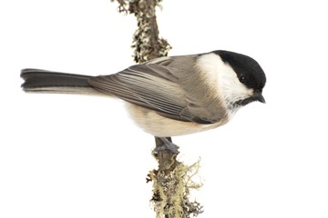 a willow tit against a snowy background