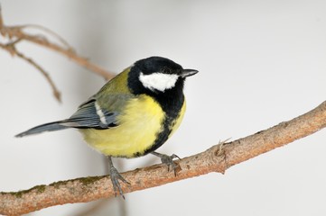 Fototapeta premium a great tit against a snowy background