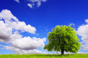 Fototapeta na wymiar Wiosna krajobraz z zielonym drzewie