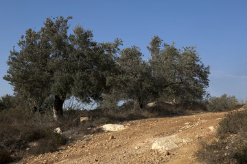 Olive Trees on the Slopes of the Mountains