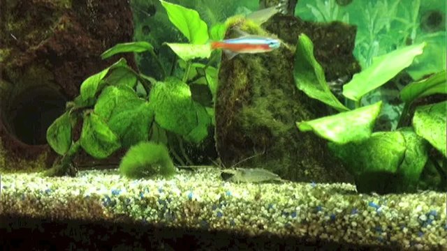 S&uuml;&szlig;wasserfische im Aquarium