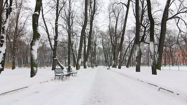 Alley in winter park, St. Petersburg, Russia.