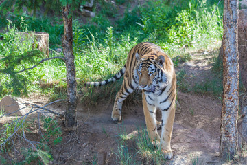 Naklejka premium Siberian Tiger