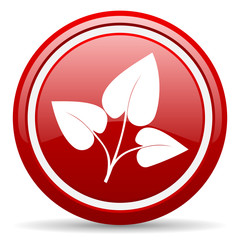eco red glossy icon on white background