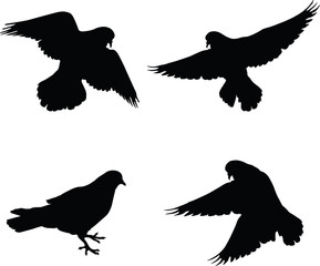 doves