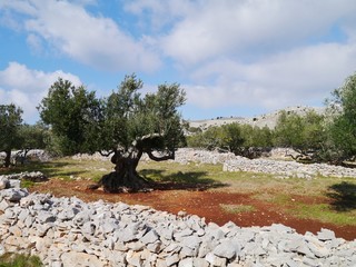 Fototapeta premium Old olive trees between the dry stone walls on Kornat