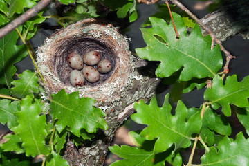 Obraz premium Chaffinch's bird nest on an oak's branch with five eggs.