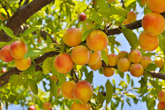 Plum tree with fruits