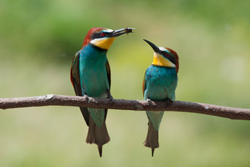 Pair of bee-eaters the male offering a bee to the female.