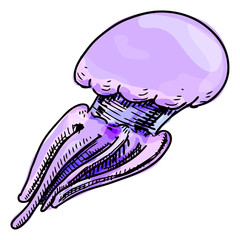 Jelly fish isolated on white