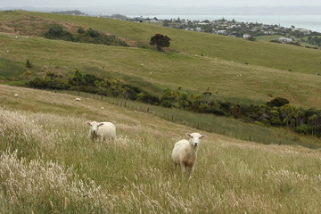 sheep grazing on New Zealand coast