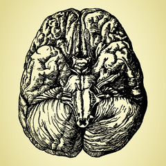 old time hand-drawn brain - obrazy, fototapety, plakaty