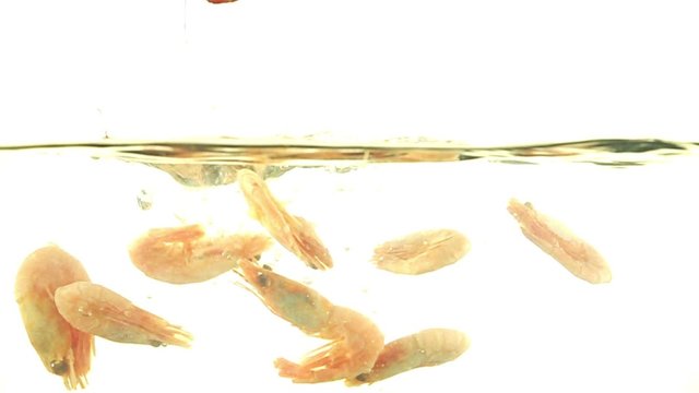 Splashing  shrimps