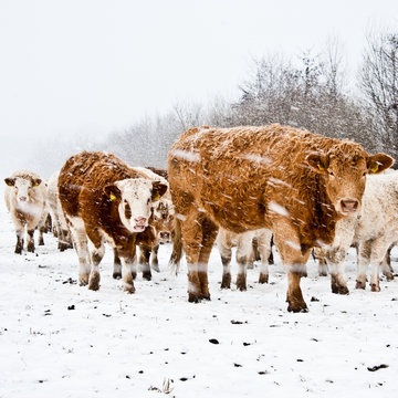 Kühe im Winter