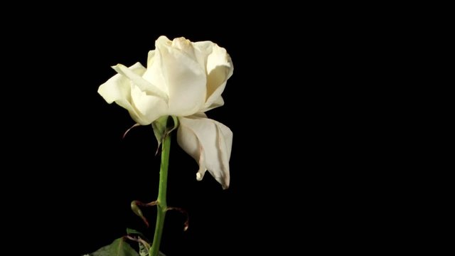 Blooming white roses on the black background, timelapse 