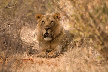 Lion, Amboseli national park