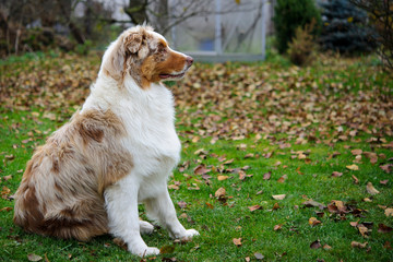 Australian Shepherd on the garden