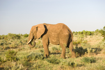 Elephants, Tsavo est