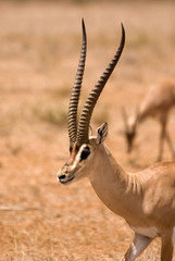 Male Gazelle Thompson