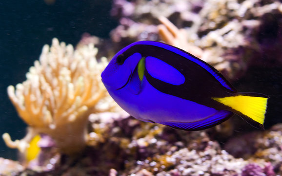 Blue Tang or Paracanthurus hepatus