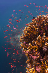 Red Anthias hovering over a coral