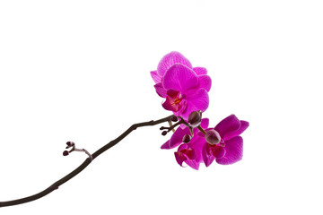 Naklejka na ściany i meble orchid pink