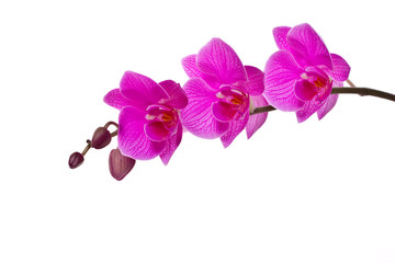 Fototapeta na wymiar orchid pink