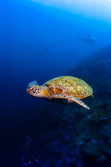 Naklejka premium Green sea turtle moving under water in Malaysia