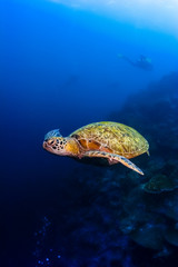 Green sea turtle moving under water in Malaysia
