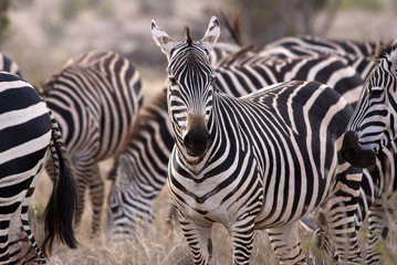 Fototapeta na wymiar Zebras, Tsavo est