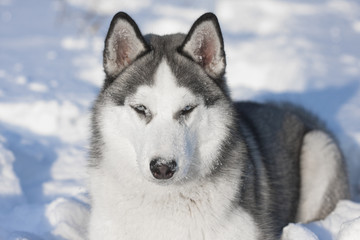 Naklejka premium siberian husky dog winter portrait